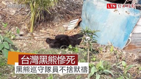 南安小熊死亡|下腹部傷口噴血亡疑遭動物攻擊 花蓮卓溪驚見台灣黑。